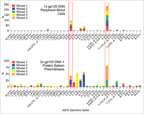 Figure 3. Comparison of the gamma chain V-segment germline gene usage by IgG expressing B-cells in peripheral blood cells 7 days after the first DNA immunization or in spleen plasmablasts 4 days after the 2nd DNA and boost. Germline genes which are dominant in both time points are highlighted.