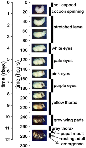 Figure 2. Time and duration of sealed worker brood from capping to emergence including morphological categories.