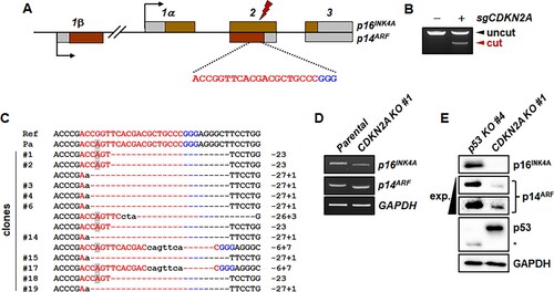 Figure 2. Generation of mutant marmoset skin fibroblasts deficient in both p16INK4A and p14ARF genes using CRISPR-Cas9. (A) Schematic representation of CDKN2A-specific sgRNA on exon 2, which is common to both p16INK4A and p14ARF. Target and PAM sequences are denoted by red and blue colors, respectively. (B) Endonuclease activity of Cas9 induced by common exon 2-specific sgRNA (sgCDKN2A). T7E1 assays were conducted using genomic DNA samples from parental primary skin fibroblasts (−) and puromycin-selected cells (+) after infection with lentivirus expressing both Cas9 and sgCDKN2A. (C) Mutated CDKN2A sequences observed in the clones. A polymorphic nucleotide is shaded in gray. Ref, reference genomic DNA sequence of the CDKN2A locus; Pa, parental marmoset skin fibroblasts; − denotes deleted nucleotides; sequences in lower case denote nucleotide insertions. (D) Western blot analysis of p16INK4A and p14ARF proteins in p53-/- cells (Figure 1 clone #4) and CDKN2A-/- cells (clone #1 in c). Short exp., short exposure time; long exp., long exposure time.