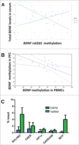 Figure 6. BDNF rs6265 methylation and gene regulation. a: Scatterplots of the correlations between rs6265 methylation (T scores) and Total BDNF in serum measured with ELISA (N = 39: 23 ValVal and 16 ValMet): increased methylation in PBMCs is correlated with increased expression in ValVal subjects and with attenuated expression in ValMet heterozygotes. b: Scatterplot of the correlation between methylation of rs6265 region in PBMCs and in prefrontal cortex in a group of transgenic mice carrying the human mutation (N = 17). c: Bargraph (mean + s.e.m.) of the effects of rs6265 genotype on binding of hypoxia-related proteins to the rs6265 region (N = 20: 11 ValVal and 9 ValMet). See text and Supplemental file 1 for statistics.