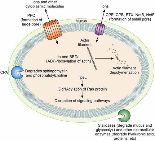 Figure 1. Actions of C. perfringens toxins and degradative enzymes. The cellular sites of action and mechanisms of action of major toxins and sialidases are depicted. See text for details