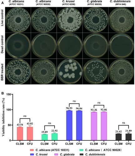 Figure 7 The viability inhibition rates of Candida biofilms. (A) Biofilm viability results presented by CFU growth on SDA plates. The CFU of the berberine-treated groups decreased significantly compared with that of the live control group. (B) Comparison of the viability inhibition rates between CLSM groups and CFU groups. There was no significant difference between the CLSM groups and CFU groups (P > 0.05). The five Candida strains were significantly different (P < 0.001). The data represent the means ± SD of three biological replicates from one representative experiment out of two independent experiments with similar results. ns, P > 0.05.