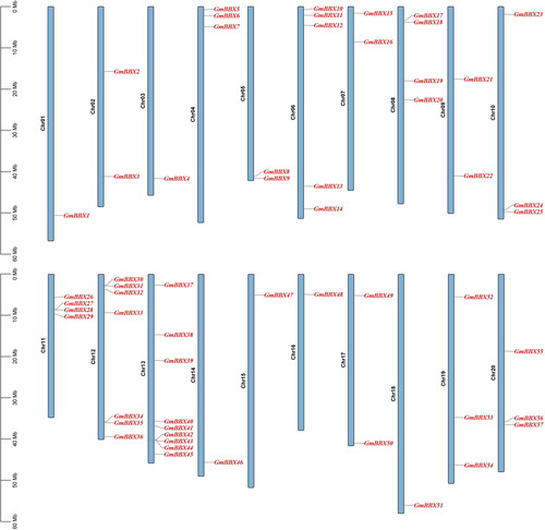 Figure 3. Chromosomal distribution of soybean BBX genes. Chromosomal mapping was based on the physical position in 20 soybean chromosomes. The scale on the left is in megabases (Mb).