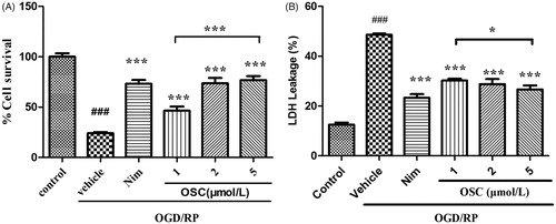 Figure 3. Effects of OSC on cell viability in primary hippocampal neuronal cell under oxygen–glucose deprivation for 2 h and reperfusion for 24 h, determined by the MTT assay (A), and the extent of LDH release (B). Histograms represent mean ± SD, n = 6. ###p < 0.001 OGD/RP + vehicle group versus control group; *p < 0.05, ***p < 0.001 versus OGD/RP + vehicle group.