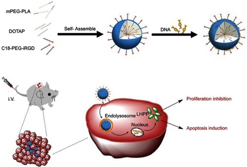 Scheme 1 Schematic illustration of iDPP/LHPP nanocomplex for the treatment of melanoma.