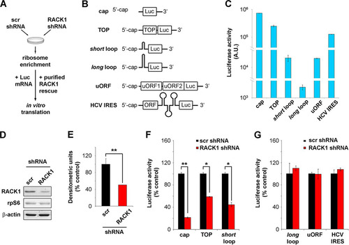 FIG 1 RACK1 is essential for efficient translation of capped mRNAs in vitro. (A) Scheme representing the in vitro translation strategy used. (B) Diagrams of the mRNA reporters employed. (C) Absolute luciferase counts from in vitro translation of the reporters. Values are shown on a logarithmic scale. A.U., arbitrary units. (D) Representative Western blot assessing RACK1 protein depletion in samples used for in vitro translation. scr, scrambled sequence. (E) Quantification of RACK1 protein in the samples. RACK1 protein levels were normalized to β-actin levels. (F) Quantification of the translational efficiency, in vitro, of cap-, TOP-, and short loop-regulated mRNA reporters under conditions of RACK1 downregulation. (G) Quantification of the in vitro translational outputs of long loop-, uORF-, and HCV IRES-regulated reporters upon RACK1 downregulation. Data are from a representative assay. At least four independent replicates were performed for each assay. Means and standard deviations are shown. Statistical significance was determined by the t test. P values are indicated as follows: *, <0.05; **, <0.01.