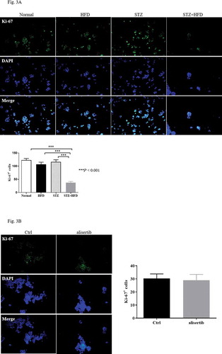 Figure 3. Blockade of Aurora-A does not affect proliferation of β-cells in diabetic mice