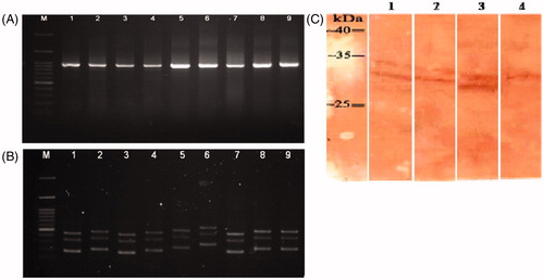 Figure 3. (A) Amplification of scFv fragments by PCR (VH and Vκ insert, ≈ 935 bp). Lane M: 100 bp +3K DNA ladder. Lanes 1–9: amplified scFv gene in 9 clones. (B) Mva-I DNA finger-printing of scFv clones, scFv genes were amplified by PCR then digested with Mva-I (BstNI) and separated over an agarose gel. Lane M: 100 bp +3K DNA ladder. Lanes 1–9: single clones digested by Mva-I. Two common patterns were seen in lanes 1, 3, and 7, and in lanes 2, 4, 8 and 9. (C) Western blot analysis of expressed scFv. Lane 1, 2, and 3: expressed products of ES1-scFv, ES2-scFv, and ES3-scFv, respectively. Lane 4: total lysate from non-induced E. coli Rosetta-Gami 2. A representative blot is shown.