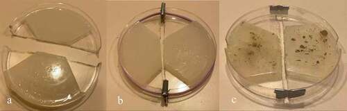 Figure 1. Petri dish design. Figure 1a illustrates the Petri dish cut in half with the agar on each side cut into the design to guide the mycelium across the agar gap in the center of the dish. Figure 1b depicts the Petri dish reassembled with spacers and rubber bands in place. Figure 1c represents the second method for reassembling the Petri dish using duct tape. Figure 1c also illustrates how the MycoGrow inoculant appeared on the agar after application.