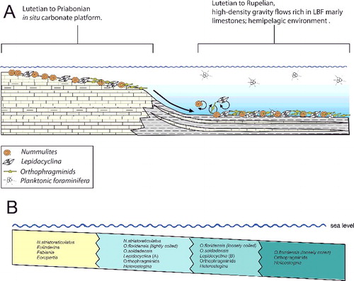 Figure 7. A, schematic diagram showing the Eocene depositional environments in sections from western and central Cuba (modified from Cotton Citation2012). B, schematic diagram showing depth zonation of nummulitid species and larger benthic foraminifera (LBF) present in the Eocene section across the depositional gradient (modified from Beavington-Penney & Racey Citation2004).
