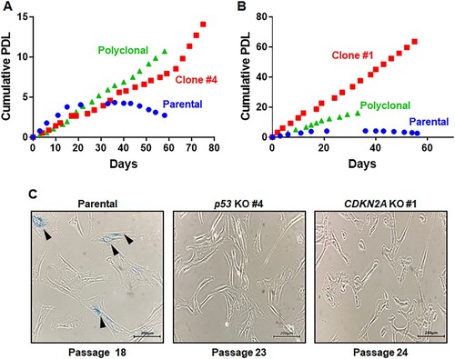 Figure 3. Immortalized phenotypes observed in both p53- and CDKN2A-deficient marmoset skin fibroblasts. (A, B) Cumulative population doublings (PDs) of p53-deficient (A) and CDKN2A-deficient (B) marmoset skin fibroblasts. Growth of polyclonal cells (purple triangles) and monoclonal mutant cells (red rectangles; p53-/- clone #4 and CDKN2A-/- clone #1) was compared with that of parental primary skin fibroblasts (blue circle). (C) Senescence-associated β-galactosidase (SAβ-gal) assays conducted with marmoset skin fibroblasts and immortalized p53- and CDKN2A-deficient clones at the denoted passages. Scale bar, 200 μm.