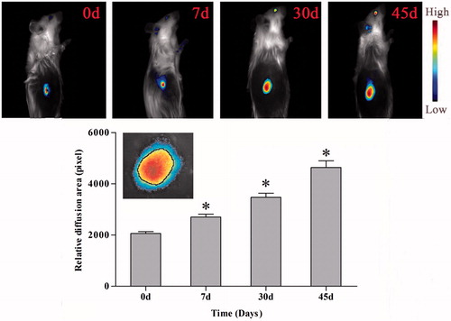 Figure 7. In vivo imaging and diffusion area of drug penetration in tumor after implantation. Upper figures are in vivo imaging of existence state of intratumoral implants, lower figure is relative diffusion area of DOX implants in tumor after implantation, *p < 0.01, inset: Screenshot of imaging of implants penetration in tumor (3×).