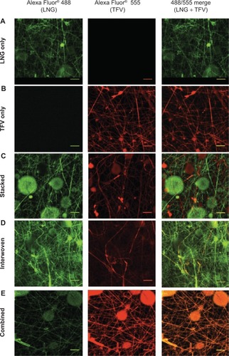 Figure 5 Confocal images of fabric microarchitectures. Levonorgestrel (LNG) and tenofovir (TFV) were fabricated alone (A and B, respectively) or combined in different composites (C–E). To visualize the underlying fabric microarchitectures, LNG solutions were co-loaded with Alexa Fluor® 488 (Thermo Fisher Scientific, Waltham, MA, USA) and TFV solutions were co-loaded with Alexa Fluor® 555 (Thermo Fisher Scientific). Fluorescently labeled fibers were analyzed with a confocal laser scanning microscope (Leica TCS NT/SP, Leica Microsystems GmbH, Wetzlar, Germany). Samples were scanned for Alexa Fluor® 488 (green channel, left) and Alexa Fluor® 555 (red channel, center), then the two channels were merged (right) using ImageJCitation17 software to detect fluorescence co-localization. Equal exposure time was used for all images. Scale bar =10 μm.