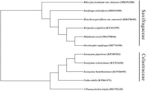 Figure 1. MP phylogenetic tree of P. brevistyla with 10 species in Celastraceae and Saxifragaceae was constructed by chloroplast genome sequences. All the branches were supported by 100% bootstrap values.