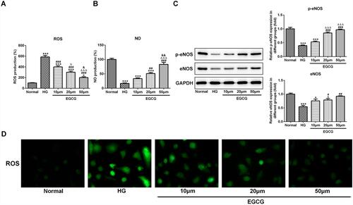 Figure 2 EGCG alleviates endothelial dysfunction of hyperglycemia-induced vascular endothelial cells. (A) The ROS levels in HG-treated HUVECs affected by EGCG was detected by ROS ELISA assay. *P<0.05 and ***P<0.001 vs Normal group. ###P<0.001 vs HG group. ∆P<0.05 and ∆∆∆P<0.001 vs EGCG10μM group. &P<0.05 vs EGCG20μM group. (B) The NO levels in HG-treated HUVECs affected by EGCG was detected by ROS ELISA assay. ***P<0.001 vs Normal group. ##P<0.01 and ###P<0.001 vs HG group. ∆∆∆P<0.001 vs EGCG10μM group. &&P<0.01 vs EGCG20μM group. (C) The expression of p-eNOS and eNOS in HG-treated HUVECs affected by EGCG was detected by Western blot analysis. *P<0.05 and ***P<0.001 vs Normal group. #P<0.05, ##P<0.01 and ###P<0.001 vs HG group. ∆∆∆P<0.001 vs EGCG10μM group. (D) The ROS levels in HG-treated HUVECs affected by EGCG was detected by fluorometric ROS assay.