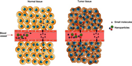 Figure 2 Image representing the blood transport mechanism of nanomaterials or molecules from normal tissue (left) and the enhanced permeability and retention effect in a tumor.