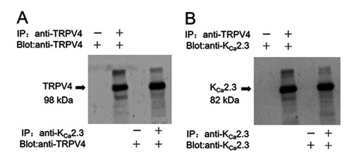 Figure 1 Physical interaction of TRPV4 with KCa2.3 in primary cultured rat aortic endothelial cells. Representative images showing co-immunoprecipitation (IP) and immunoblotting (blot) results: (A) immunoblot with anti-TRPV4 antibody; (B) immunoblot with anti-KCa2.3 antibody. Proteins from rat aortic endothelial cells were immunoprecipitated with indicated antibody (+) or preimmune IgG (−); n=3 experiments.