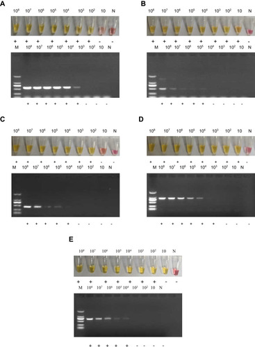 Figure 3 The comparison of the sensitivity between the LAMP reaction and PCR for detection of the five carbapenemase gene families.