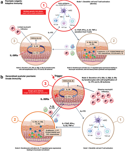 Figure 3. Fundamental variations in the Type 3 immune mechanism differentiate (a) PV and (b) GPP.