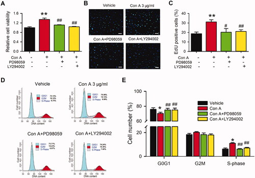 Figure 5. Effects of antagonists of the signal pathway on Con A-induced cell proliferation in HUVECs. (A). Relative of cell viability in HUVECs treated with vehicle (PBS), Con A (3 μg/mL), or Con A (3 μg/mL) plus with PI3K blocker LY294002 (10 μM) or MEK inhibitor PD98059 (10 μM) determined with MTT assay. Representative images (B) and Percentage values (C) of immunofluorescent staining of EdU in HUVECs treated with vehicle (PBS), Con A (3 μg/mL), or Con A (3 μg/mL) plus with LY294002 (10 μM) or PD98059 (10 μM). Representative images (D) and Percentage values (E) of flow cytometry graphs showing the distribution of cell cycle phases treated with vehicle (PBS), Con A (3 μg/mL), or Con A (3 μg/mL) plus with LY294002 (10 μM) or PD98059 (10 μM) (n = 6, *p <0.05, **p <0.01 vs. vehicle; #p <0.05, ##p <0.01 vs. Con A).