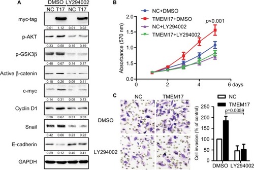 Figure 4 TMEM17 promoted the proliferation and invasion of cancer cells via activation of AKT/GSK3β signaling. (A) The AKT inhibitor LY294002 (10 μM) could inhibit the TMEM17-induced increase with p-AKT (Ser 473) and p-GSK3β (Ser 9), and downregulate active β-catenin and Snail, and then restore the expression of c-myc, cyclin D1, and E-cadherin. (B) MTT assay revealed that increased cell proliferation caused by TMEM17 was reversed by LY294002 (the fifth day, p<0.001). (C) Transwell assay revealed that the increased invasiveness caused by TMEM17 was also reversed by LY294002 (p=0.002).