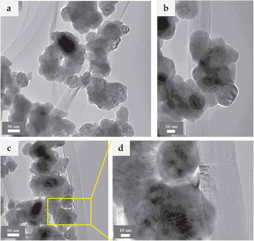 Figure 4. TEM images of 8YZ-CNT130 heterocoagulated powder at different magnifications.