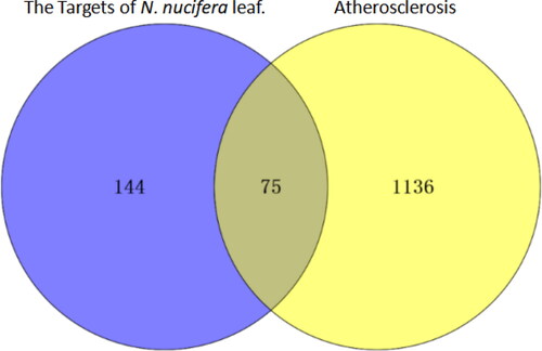 Figure 3. Venn diagram for the targets of active ingredients of N. nucifera leaf and atherosclerosis drugs.