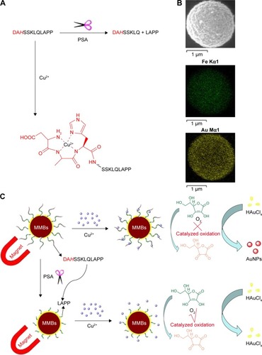 Figure 1 (A) Cleavage of peptide DAHSSKLQLAPP by PSA and the structure of ATCUN–Cu2+ complex formed between DAHSSKLQLAPP and Cu2+. (B) SEM image and EDS elemental mapping images of the Au-coated MMBs. (C) Schematic representation of the MMB-based method for PSA detection.Abbreviations: ATCUN, amino terminal copper and nickel; AuNPs, gold nanoparticles; EDS, energy-dispersive spectroscopy; MMBs, magnetic microbeads; PSA, prostate-specific antigen; SEM, scanning electron microscope.