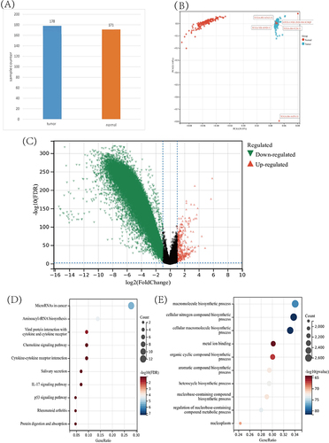 Figure 2 (A) Data of normal pancreas and PC. (B) Principal Component Analysis. (C) Volcano plot. Green dots represent genes down-regulated in PC; red dots represent genes up-regulated in PC. Black dots represent genes not differing significantly between PC and normal tissues. (D) Bubble chart: GO analysis of functional enrichment of up-regulated genes. The dot size reflects the number of genes enriched under the given ontology term, and the color indicates the significance of enrichment. (E) Bubble chart: GO analysis of functional enrichment of down-regulated genes.