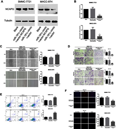 Figure 6 Involvement of NCAPG in miR-181c-mediated effect of cell invasion, migration, proliferation, and apoptosis. (A) HCC cell NCAPG protein expression was detected by western blotting after transfection with miR-181c mimics and vector-NCAPG. (B) HCC cell NCAPG mRNA expression was detected by western blotting after transfection with miR-181c mimics and vector-NCAPG. (C) Results of wound healing assays measuring the migration capacity of HCC cells overexpressing miR-181c and transfected with vector-NCAPG. (D) Results of transwell assays measuring the migration and invasion capacities of HCC cells overexpressing miR-181c and transfected with vector-NCAPG. (E) Apoptosis rates of HCC cells transfected with miR-181c mimics and vector-NCAPG. (F) Results of EdU assays measuring the proliferative capacity of HCC cells overexpressing miR-181c and transfected with vector-NCAPG. **p<0.01, ***p<0.001, ****p<0.0001.Abbreviation: HCC, hepatocellular carcinoma.