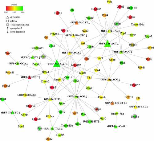 Figure 3. The tRF/tiRNA-mRNA regulatory network in PAITA. Triangle represents tRF/tiRNA. Circle represents mRNA. Circle with gray edge represents transcription factor. Color represents the p value of DE genes. Node size represents network degree of DE gene.