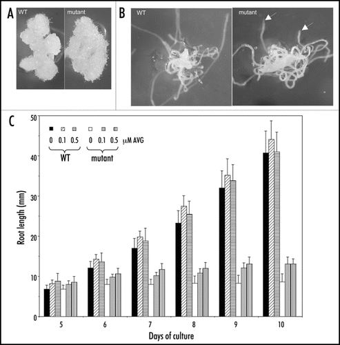 Figure 1 Comparison of callus and root growth between the wild-type (WT) and the nrp1-1nrp2-1 mutant. (A) Representatives of callus regeneration and growth from root segments cultured in the presence of 2.3 µM 2,4-D, 11.4 µM IAA and 3.2 µM BAP. (B) Representatives of root regeneration and growth from hypocotyls cultured in the presence of 5.7 µM IAA and 1 µM IBA. Arrows indicate roots arrested in growth. Photographs were made two weeks after culture. (C) Root elongation of plants grown at different concentrations of the ethylene biosynthesis inhibitor AVG. The mean value from 20 plants is shown. Vertical bars represent standard deviations.