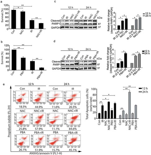 Figure 6. The pro-survival nature of radiation-induced autophagy is ROS and UPR dependent. (a) The clonogenic assay was performed after exposing cells to radiation in the presence of the ROS quencher NAC. The graph represents percent survival after irradiation compared to control. **P < 0.01, for IR and NAC-treated radiation control. (b) The clonogenic assay was performed after exposing cells to radiation in the presence of 4-PBA. The graph represents percent survival after irradiation compared to control. **P < 0.01, for IR and PBA-treated radiation control. (c) Western blot of cell lysates obtained 12 and 24 h post-irradiation from NAC alone, and NAC+IR treated cells was performed for the apoptotic marker, cleaved PARP1. Each blot is representative of 3 independent experiments. The graph shows quantitation of band intensities (relative to GAPDH) from 3 independent experiments. (d) Immunoblotting of PBA and PBA+IR treated samples at 12 and 24 h post-irradiation was performed to study apoptosis after ER stress inhibition. Each blot is representative of 3 independent experiments. The graph shows quantitation of band intensities (relative to GAPDH) from 3 independent experiments. (e) Apoptosis was analyzed using ANXA5/annexin V-PI staining followed by flow cytometry in RAW 264.7 cells treated with ROS and UPR inhibitors, NAC and PBA respectively. Numbers under each cytogram represents total apoptosis (early+late). The same has been represented by bar graph in the right panel. The experiment was performed in triplicates, and the values are represented with SD.