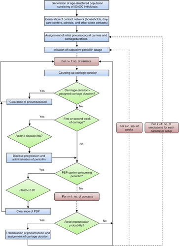 Fig. 2 Model flowchart. The age-structured population and the contact structure were held constant between and during simulations. All simulations were initiated with equivalent sets of pneumococcal carriers, and all parameters, except for volume of outpatient penicillin consumption and transmission probabilities reflecting fitness costs, were held constant for each scenario. PSP=penicillin-susceptible pneumococci.