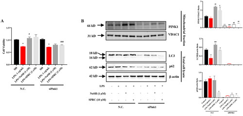 Figure 7. The protective effect of H2S donors mainly through PINK1-mediated mitophagy in LPS-treated RAW264.7 cells. (A) Effects of mitophagy inhibition by siPink1 on cell viability. (B) Western blot to analyze mitophagy inhibition by siPink1 with or without H2S donors under LPS-treatment. Data are represented as Mean ± SD. All experiments were repeated triplicate. *p < 0.05, **p < 0.01, ***p < 0.001 vs. M0; #p < 0.05, ##p < 0.01, ###p < 0.001 vs. LPS.