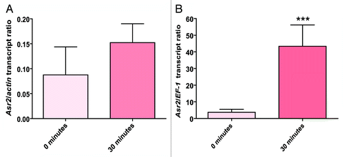 Figure 4.Asr2 expression as a consequence of water stress. The root mRNA steady-state levels were measured by qRT-PCR as described in Materials and Methods. The data were normalized to actin (A) or EF-1 (B) mRNA at each stress time before comparing the effects of the different stress treatments. Normalized against EF-1, the difference in the expression levels of Asr2 was statistically significant at 30 min (***P < 0.001). The qRT-PCR primers are listed in Table S1. The error bars indicate the standard error (SEM).