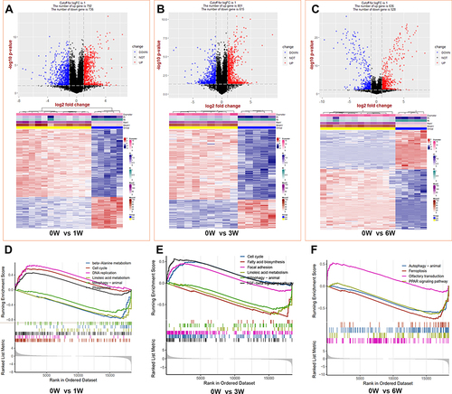 Figure 2 The identifications and GSEA analysis of DEGs between venous hypertension models and the control. (A–C) the top is the volcano of DEGs and the bottom are the heat map of the top 500 DEGs at 1, 3, and 6 weeks, respectively. (D–F) Gene set enrichment analysis (GSEA) at 1, 3, and 6 weeks, respectively.