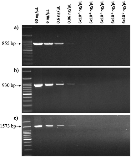Figure. 4. Detection limits of genomic DNA concentrations of X. campestris pv. campestris (Xcc) strain HRI-W-3811 by – (a) Xcc_53F and Xcc_53R, (b) Xcc_48F and Xcc_48R and (c) Xcc_79F and Xcc_79R primer pairs. M: 100 bp DNA ladder; Lanes 1 to 9: dilution series of genomic DNA concentrations.