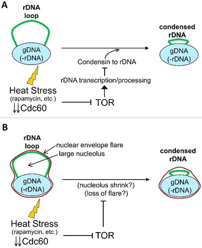 Figure 7. “Active” vs “passive” models of rDNA condensation by HS and other TORC1-dependent stresses. (A) An active model for rDNA condensation in metaphase upon stress. Heat stress, rapamycin, nutrient starvation, etc. would temporarily stop rRNA transcription through TORC1 inhibition. This, in turn, would recruit condensin to the locus to drive condensation of the loop. (B) Passive models for rDNA condensation in metaphase upon the same stresses. The rDNA loop in metaphase would be a result of the rDNA being accommodated to either nucleolus flattening or nuclear envelope flaring. Either of these protrusions would act as rDNA scaffolds and depend on an active TORC1. Environment stress would shrink these scaffolds (see text for more details) and the rDNA would accommodate to the reduced space. Note that both models are not necessarily mutually exclusive. Light blue oval, the bulk of nuclear DNA; Thick green line, the rDNA loop; Thin red line, the nuclear envelope.