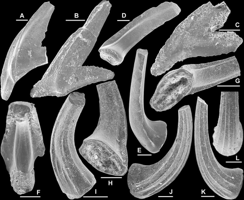 Fig. 9 A–C, Protoprioniodus simplicissimus McTavish, Citation1973; A, Pa element, AMF.135037, THH11, outer lateral view (IY120–029), B, Pb element, AMF.135038, AFI981, outer lateral view (IY55–040), C, M element, AMF.135039, AFI980, posterior view (IY56–028). D–F, Semiacontiodus sp. cf. S. cornuformis (Sergeeva, Citation1963); D–E, Sb element, AMF.135040, AFI992, D, posterior view (IY53–032), E, inner lateral view (IY53–033); F, Sa element, AMF.135041, AFI992, upper posterior view (IY53–029). G–L, Scolopodus houlianzhaiensis An & Xu in An et al., Citation1983; G–I, Sc element, AMF.135042, WHC38, G, basal-posterior view (IY62–013), H, inner lateral view (IY62–014), I, outer lateral view (IY62–015); J–L, Sb element, AMF.135043, THH11, J, inner lateral view (IY120–028), K, outer lateral view (IY120–027), L, upper-anterior view (IY120–026). Scale bars=100 μm.