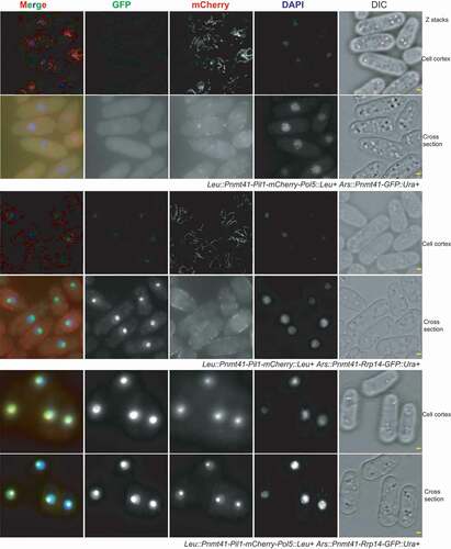 Figure 2. Pil1 co-tethering assay indicates that Rrp14 facilitates the translocation of Pol5 into the nucleolus. In the strain co-expressing Pil1-mCherry-Pol5 and GFP, recombinant Pil1-mCherry-Pol5 protein can be detected both at the cell cortex with the formation of a linear filament (Cell cortex) and in the nucleolus(Cell cross-section).The expression of Rrp14-GFP causesPil1-mCherry-Pol5 protein to translocate from the eisosomes into the nucleolus, but has no effect on the localization of Pil1-mCherry. Scale bars, 1 µm.