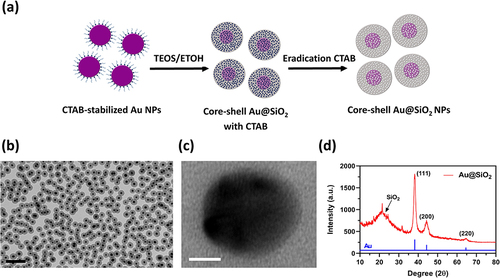 Figure 1 Morphologies and material characterization of Au@SiO2 NPs.