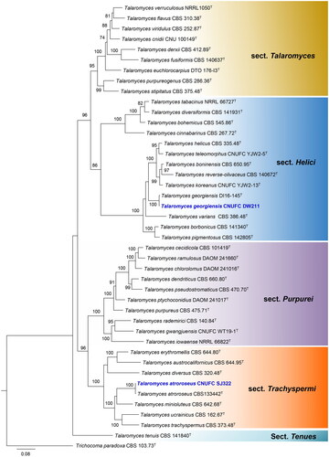 Figure 3. Maximum-likelihood (RAxML) analysis based on combined ITS, BenA, CaM, and RPB2 sequence data showing the relationship of the isolates CNUFC SJ322, and CNUFC DW211 with species in sections Helici, Purpurei, Talaromyces, Tenues, and Trachyspermi of the genus Talaromyces. The numbers above or below the branches represent maximum-likelihood bootstrap percentages. Bootstrap values equal to or greater than 70% are indicated above or below the branches. Trichocoma paradoxa CBS 103.73 was used as the outgroup. The newly generated sequence is indicated in blue.