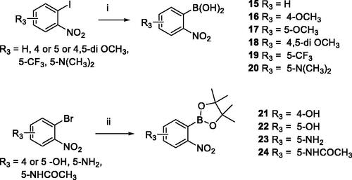 Scheme 2. Reagents and conditions: (i) PhMgCl 2 M in THF (1.2 equiv.), B(OCH3)3 (1.2 equiv.), 30 min. at -78 °C, then aq. HCl 2 M at -10 °C, 10 min; (ii) PdCl2(dppf) (0.03 equiv.), KOAc (2.0 equiv.), Bis-(pinacolato)diboron (1.5 equiv.), 1,4-dioxane/H2O 10/1, 80 °C, 14 h.