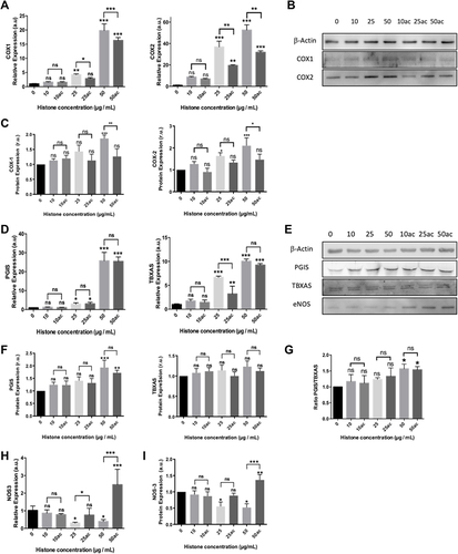 Figure 3 Extracellular histones (native and hyperacetylated) alter HUVEC prostanoid production enzymes through the up‐regulation of the COX‐Prostanoids pathway: (A) Relative COX1 and COX2 expressions determined by qRT‐PCR; (B) Representative WB images of COX-1 and COX-2 in HUVEC treated with extracellular histones for 4 h. β‐actin was used as the loading control; (C) Relative protein COX1 and COX2 levels quantified by densitometry of specific bands in the WB membrane; (D) Relative expression levels of PGIS (left) and TBXAS (right) determined by qRT‐PCR; (E) Protein levels analyzed by WB using anti‐PGIS, anti‐TBXAS and anti-eNOS. β‐actin was used as the loading control. One representative experiment of the three performed is shown; (F) Relative protein levels of PGIS and TBXAS quantified by densitometry of specific bands in the WB membrane; (G) The PGIS/TBXAS ratio of the relative levels of each protein assessed by densitometry of specific bands in the WB membrane; (H) NOS3 gene expression levels determined by RT-qPCR; (I) Relative protein eNOS levels quantified by densitometry of specific bands in the WB membrane. Densitometry was assessed by means of three independent WB experiments. Data are expressed as mean±SEM of three independent experiments. *P < 0.05; **P < 0.01; ***P < 0.001 compared to histones 0μg/mL. The lines at the top of columns indicate differences between compared conditions.