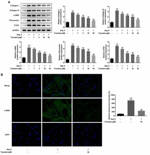 Figure 2. Tranilast inhibited AngII-induced fibrosis of HCF cells. A. The expression of proteins related to ECM synthesis was detected by Western blot. B. The expression of α-SMA was detected by IF. ***P < 0.001 vs control; ##P < 0.01, ###P < 0.001 vs Ang II