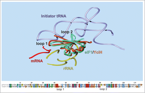 Figure 3. Comparison of eIF1 and YciH primary (lower panel) and tertiary (upper panel) structure. Upper panel presents a superimposition of (I) 48S initiation complex containing 40S subunit, mRNA, initiator tRNA and eIF1A (not included into the presentation) (4KZZ), (II) PIC2 complex containing 40S subunit, eIF1A (not included into the presentation) and eIF1 (4KZY) and (III) the structure of E. coli YciH (1D1R). Only parts proximal to the position of eIF1 are shown. All components are designated on the picture. Position of loops 1 and 2 discussed in the text are indicated. Lower panel contains an alignment of mammalian (rabbit) eIF1 and bacterial (E. coli) YciH proteins.