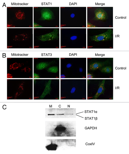 Figure 1. Primary cardiomyocytes were seeded onto gelatin coated-glass coverslips and subjected to normoxic (control) conditions or simulated ischemia/reperfusion injury, stained with 25 nM Mitotracker-Red then fixed with 4% paraformaldehyde. Immunofluorescent staining indicated that STAT1 co-localized to the mitochondria before I/R injury but formed more localized, punctate staining following I/R injury (A) while STAT3, formed localized punctate staining both before and after I/R injury (B). In order to confirm the presence of STAT1 in the mitochondrial fraction, subcellular fractionation of primary cardiac fibroblasts under normoxic conditions was performed and the mitochondrial (M), cytosolic (C) and nuclear (N) fractions run on 10% PAGE gels and western blotting indicated the presence of STAT1 in all three fractions (C). In order to ensure that the presence of STAT1 was not due to contamination, the blots were interrogated for the cytosolic marker, GAPDH and the mitochondrial membrane marker, CoxIV (C).