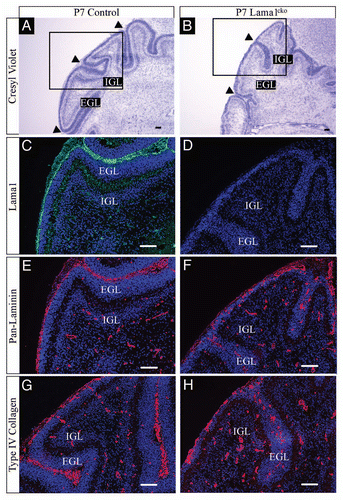 Figure 2 Basement membrane alteration in P7 Lama1cko animals. Coronal sections of P7 control (A, C, E and G) and Lama1cko (B, D, F and H) cerebella stained with cresyl violet (A and B), laminin α1 antibody (C and D), pan-laminin antibody (E and F) and Type IV collagen (G and H). Scale bar: 100 µm. EGL, External Granular Layer; IGL, Internal Granular Layer.