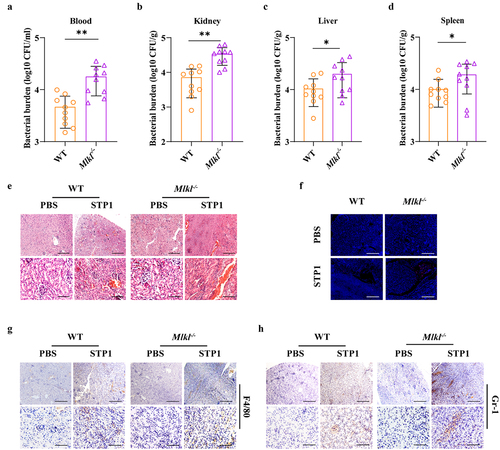 Figure 2. Mlkl-/- mice display increased susceptibility to S. pluranimalium systemic infection. Age- and sex-matched WT and Mlkl-/- mice (n = 10) were infected i.V. with 1 × 108 CFUs S. pluranimalium strain STP1. (A-D) bacterial burden in blood, kidney, liver and spleen were quantitated at 24 hpi. (E) representative kidney tissue structures were observed by H&E staining (upper panel, magnification × 100, lower panel, magnification, × 400). (F) representative TUNEL staining of apoptotic cells in the kidney tissue (magnification, × 400). (G, H) representative immunohistochemical staining of F4/80 (a macrophages marker) and gr-1 (a neutrophil marker) were detected in kidney sections (upper panel, magnification × 100, lower panel, magnification, × 400). Graphs are means ± SD from data pooled 10 (A-D) biological replicates. Statistical significance is indicated by *p < 0.05, **p < 0.01.